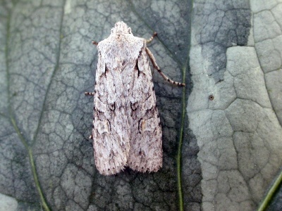 Grey shoulder-knot (Lithophane ornitopus lactipennis) Kenneth Noble